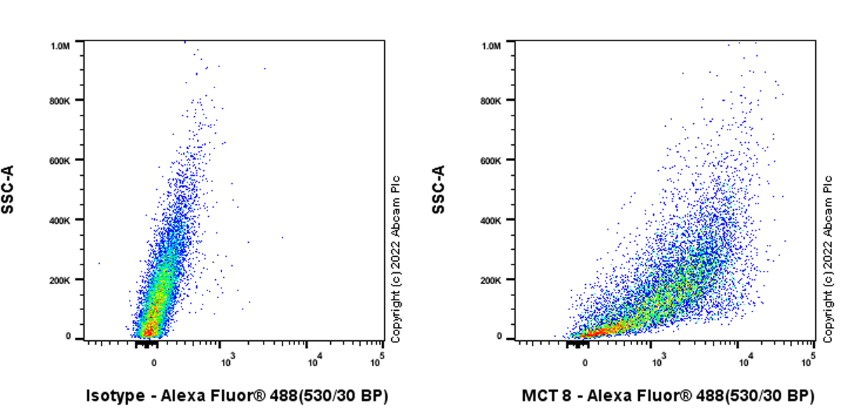 Flow Cytometry (Intracellular) - Anti-MCT8 antibody [EPR26257-174] (ab302706), expandable thumbnail