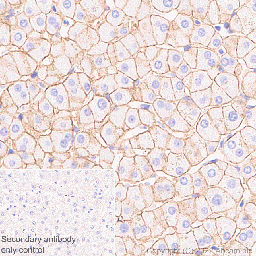 Immunohistochemistry (Formalin/PFA-fixed paraffin-embedded sections) - Anti-MCT8 antibody [EPR26257-174] (ab302706), expandable thumbnail