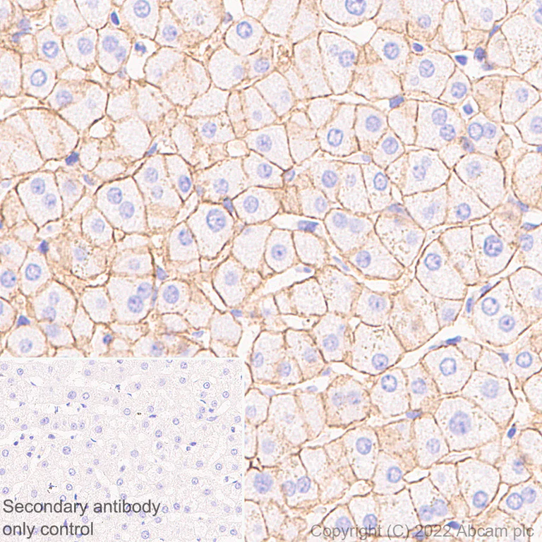 Immunohistochemistry (Formalin/PFA-fixed paraffin-embedded sections) - Anti-MCT8 antibody [EPR26257-174] (AB302706)