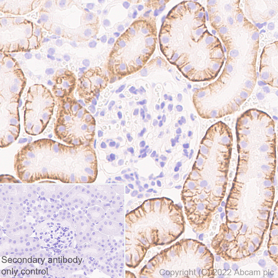 Immunohistochemistry (Formalin/PFA-fixed paraffin-embedded sections) - Anti-MCT8 antibody [EPR26257-174] (ab302706), expandable thumbnail