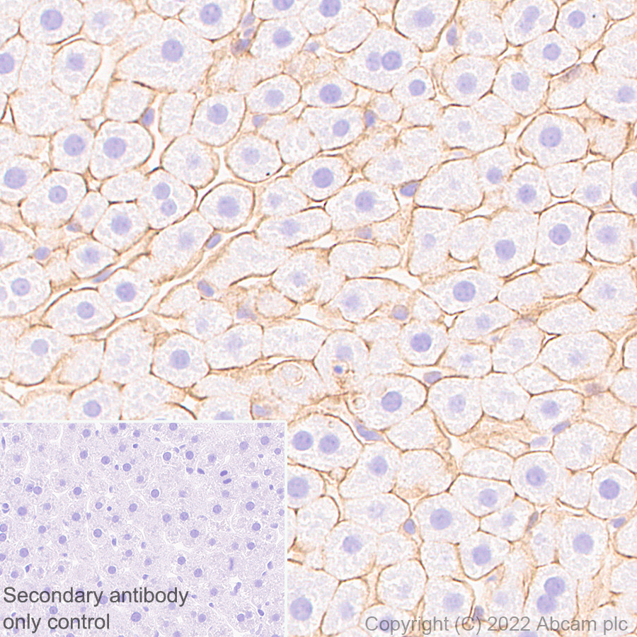 Immunohistochemistry (Formalin/PFA-fixed paraffin-embedded sections) - Anti-MCT8 antibody [EPR26257-174] (ab302706), expandable thumbnail
