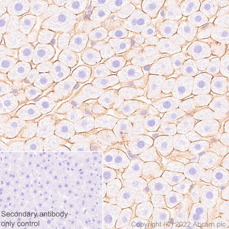 Immunohistochemistry (Formalin/PFA-fixed paraffin-embedded sections) - Anti-MCT8 antibody [EPR26257-174] (AB302706)