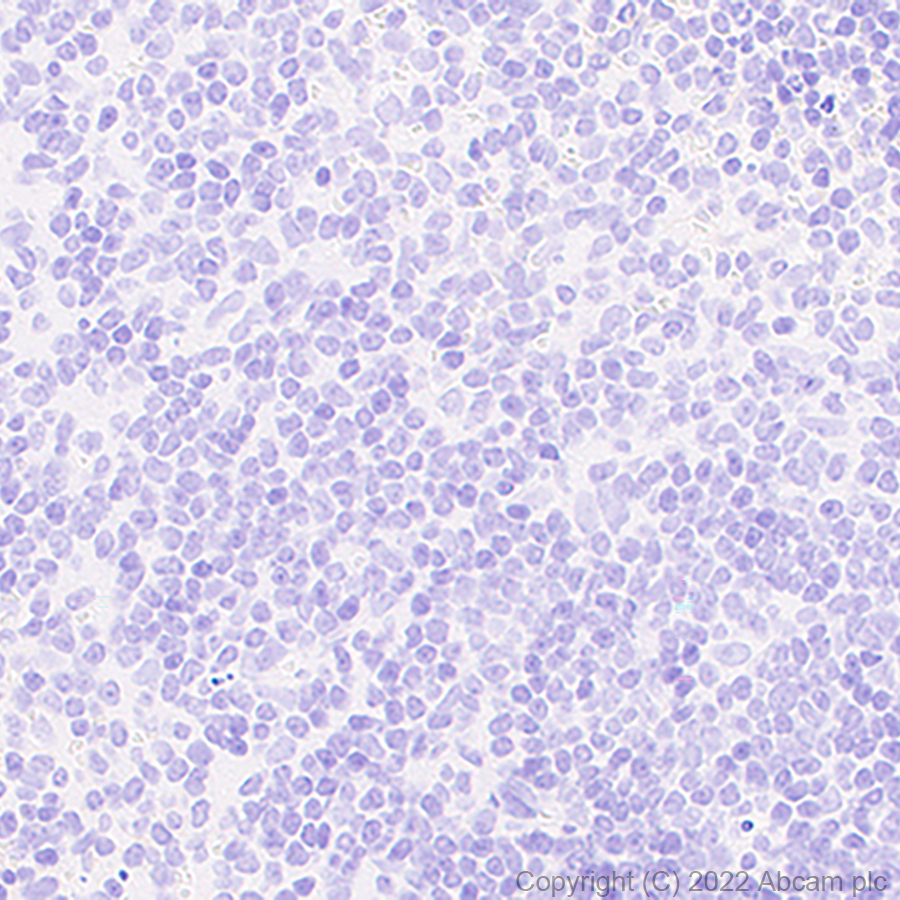 Immunohistochemistry (Formalin/PFA-fixed paraffin-embedded sections) - Anti-MCT8 antibody [EPR26257-174] (ab302706), expandable thumbnail