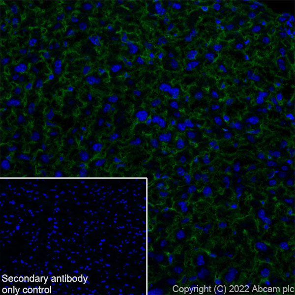Immunohistochemistry (Frozen sections) - Anti-MCT8 antibody [EPR26257-174] (ab302706), expandable thumbnail
