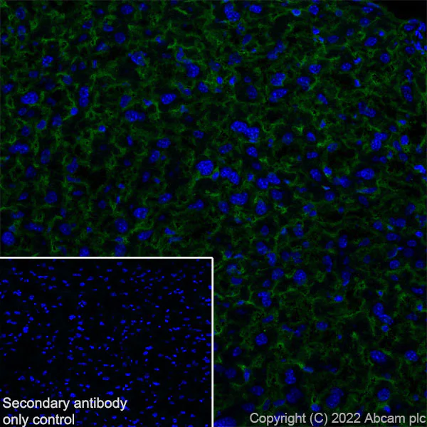 Immunohistochemistry (Frozen sections) - Anti-MCT8 antibody [EPR26257-174] (AB302706)