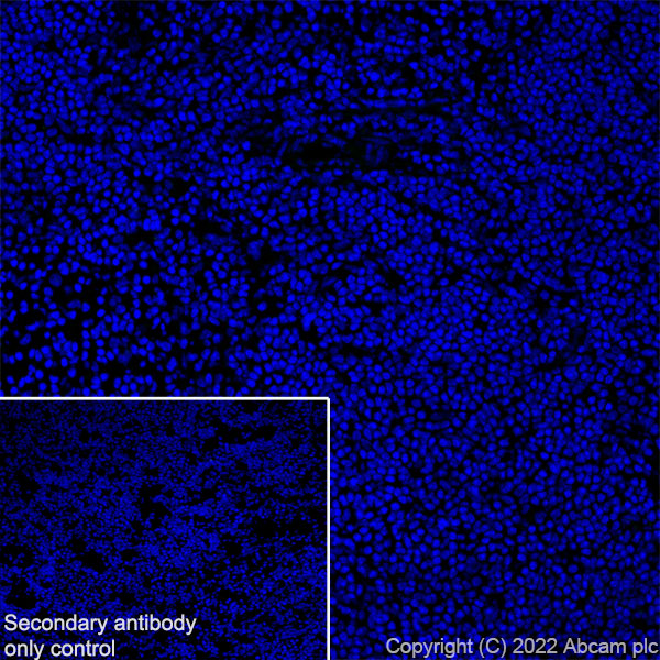 Immunohistochemistry (Frozen sections) - Anti-MCT8 antibody [EPR26257-174] (AB302706), expandable thumbnail