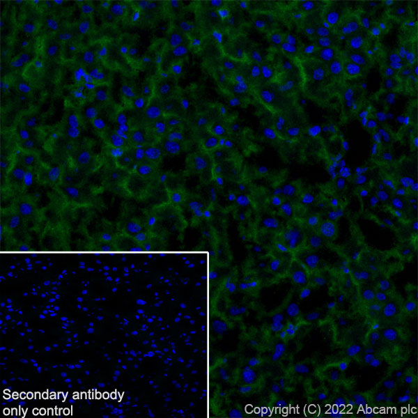 Immunohistochemistry (Frozen sections) - Anti-MCT8 antibody [EPR26257-174] (AB302706), expandable thumbnail
