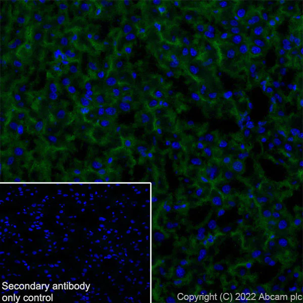 Immunohistochemistry (Frozen sections) - Anti-MCT8 antibody [EPR26257-174] (AB302706)