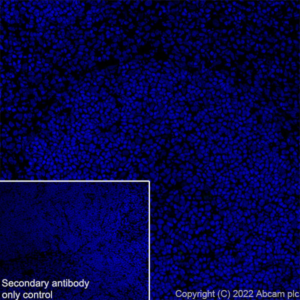 Immunohistochemistry (Frozen sections) - Anti-MCT8 antibody [EPR26257-174] (AB302706), expandable thumbnail