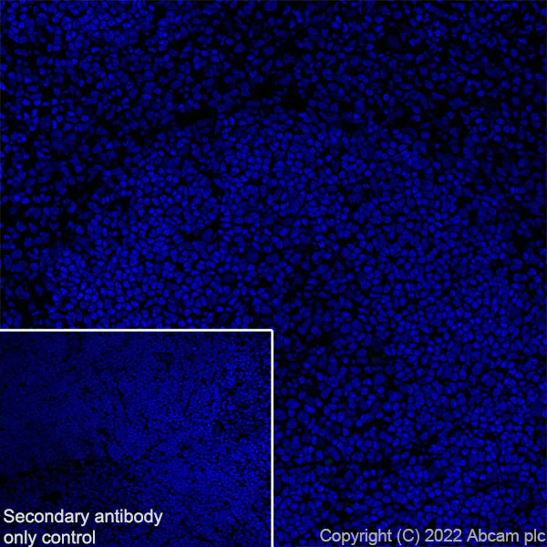 Immunohistochemistry (Frozen sections) - Anti-MCT8 antibody [EPR26257-174] (AB302706)