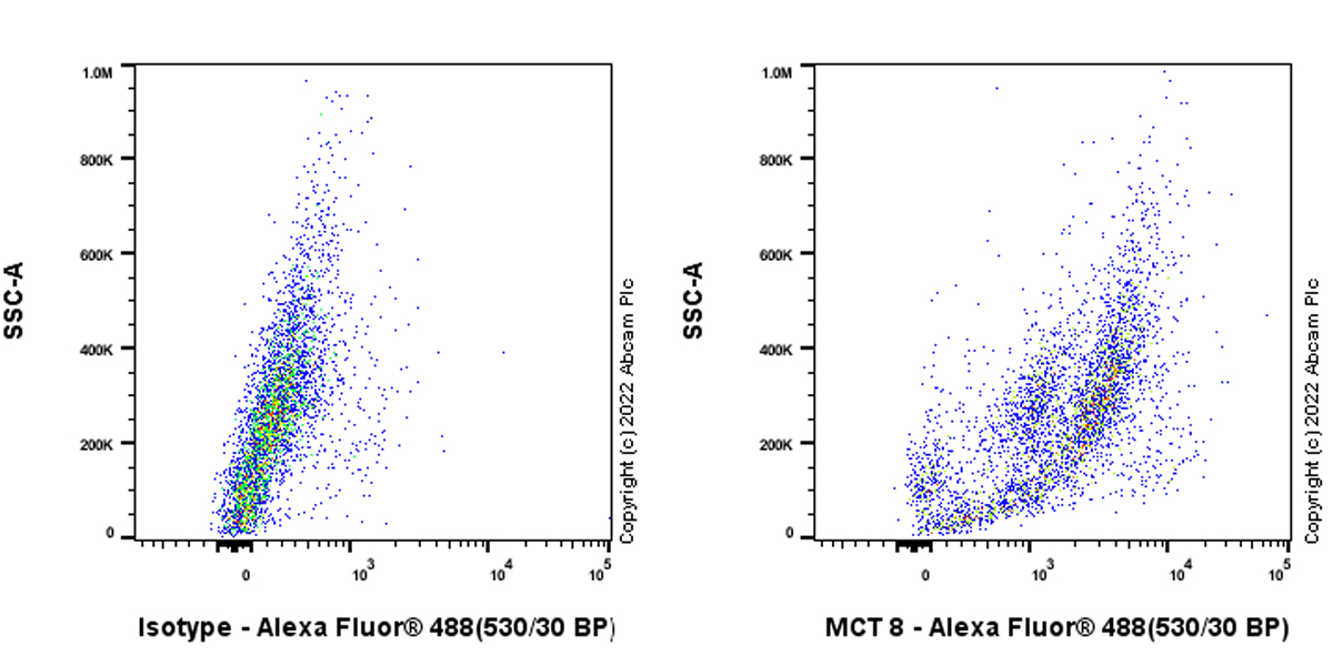 Flow Cytometry (Intracellular) - Anti-MCT8 antibody [EPR26257-174] (BSA and Azide free) (AB302707), expandable thumbnail