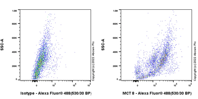 Flow Cytometry (Intracellular) - Anti-MCT8 antibody [EPR26257-174] (BSA and Azide free) (AB302707)