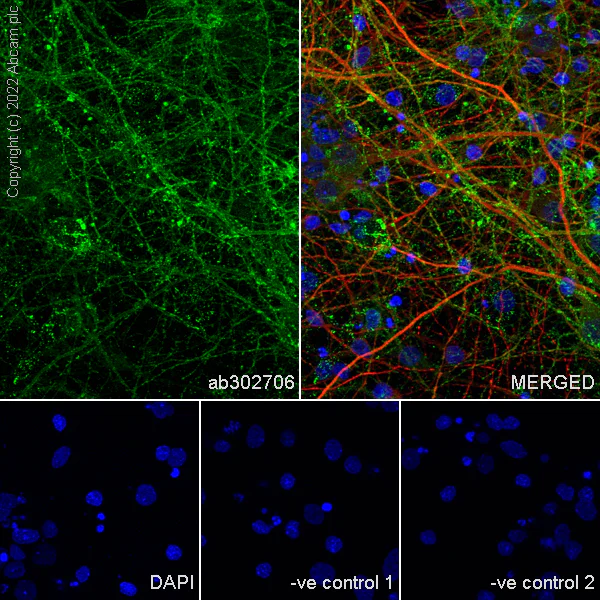 Immunocytochemistry/ Immunofluorescence - Anti-MCT8 antibody [EPR26257-174] (BSA and Azide free) (AB302707)