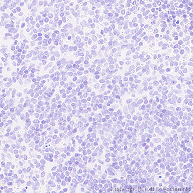 Immunohistochemistry (Formalin/PFA-fixed paraffin-embedded sections) - Anti-MCT8 antibody [EPR26257-174] (BSA and Azide free) (AB302707)