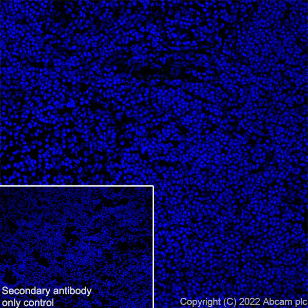 Immunohistochemistry (Frozen sections) - Anti-MCT8 antibody [EPR26257-174] (BSA and Azide free) (AB302707)