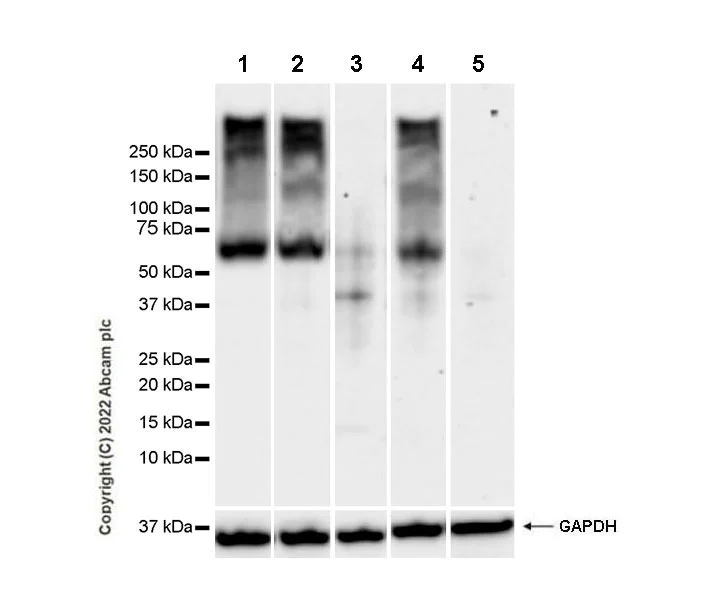 Western blot - Anti-MCT8 antibody [EPR26257-174] (BSA and Azide free) (AB302707)
