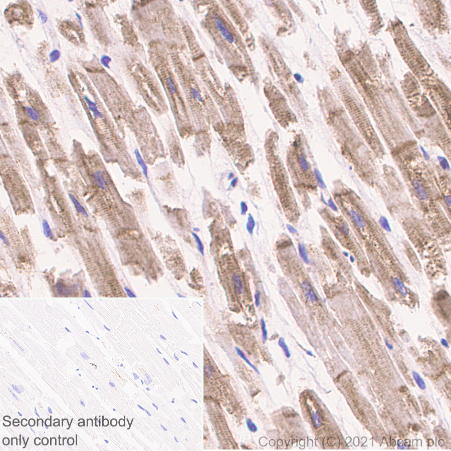 Immunohistochemistry (Formalin/PFA-fixed paraffin-embedded sections) - Anti-MCU antibody [EPR24788-158] - BSA and Azide free (ab282592), expandable thumbnail