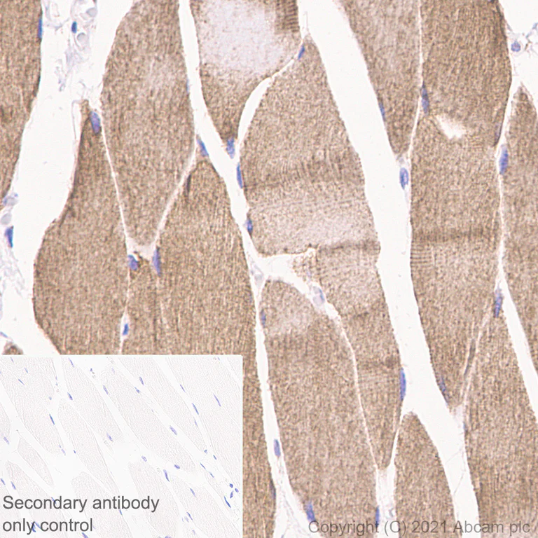 Immunohistochemistry (Formalin/PFA-fixed paraffin-embedded sections) - Anti-MCU antibody [EPR24788-158] - BSA and Azide free (AB282592)