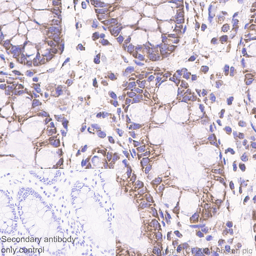 Immunohistochemistry (Formalin/PFA-fixed paraffin-embedded sections) - Anti-MCU antibody [EPR24788-158] - BSA and Azide free (AB282592), expandable thumbnail