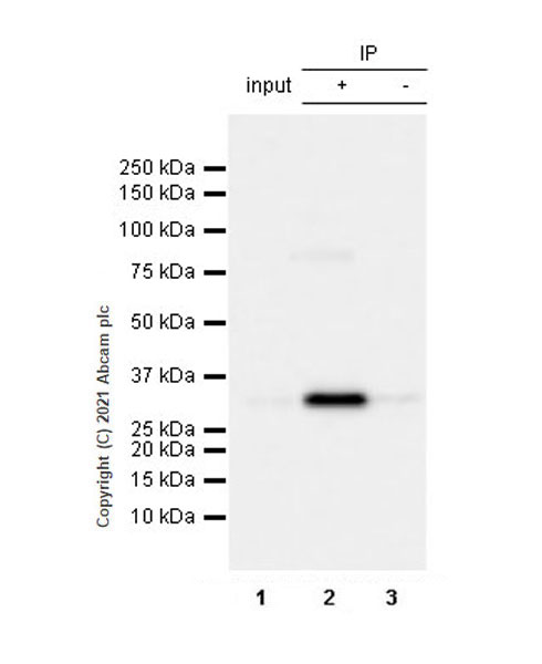 Immunoprecipitation - Anti-MCU antibody [EPR24788-158] - BSA and Azide free (AB282592), expandable thumbnail