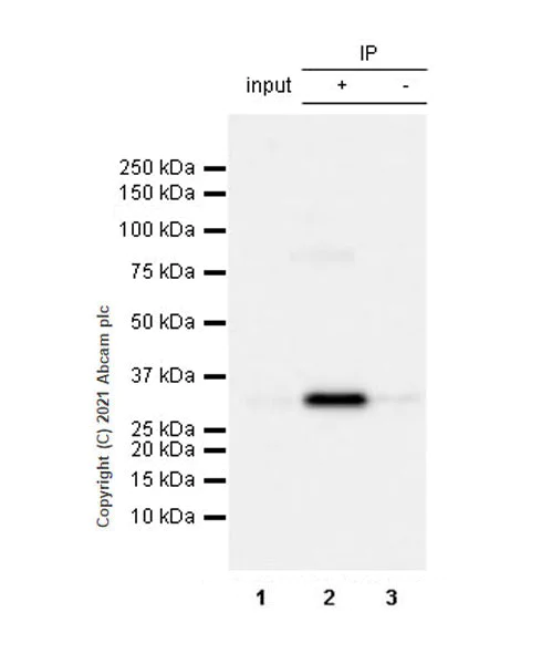 Immunoprecipitation - Anti-MCU antibody [EPR24788-158] - BSA and Azide free (AB282592)
