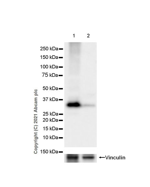 Western blot - Anti-MCU antibody [EPR24788-158] - BSA and Azide free (AB282592), expandable thumbnail