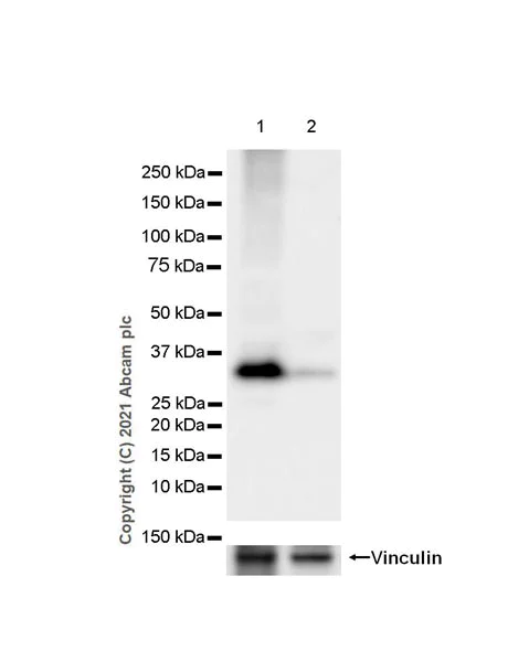 Western blot - Anti-MCU antibody [EPR24788-158] - BSA and Azide free (AB282592)