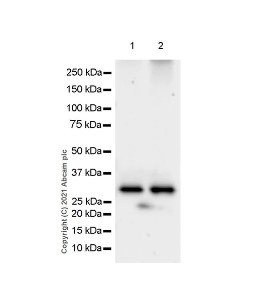 Western blot - Anti-MCU antibody [EPR24788-158] - BSA and Azide free (AB282592)