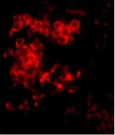 Immunocytochemistry/ Immunofluorescence - Anti-MD2 antibody (AB24182)