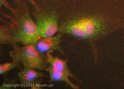 Immunocytochemistry/ Immunofluorescence - Anti-MDA5 antibody (AB79055)