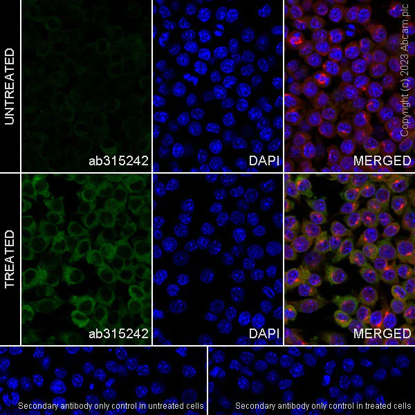 Immunocytochemistry/ Immunofluorescence - Anti-MDA5 antibody [EPR28350-21] - BSA and Azide free (AB315243)