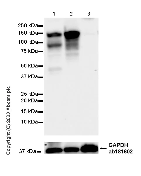 Western blot - Anti-MDA5 antibody [EPR28350-21] - BSA and Azide free (AB315243)