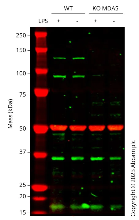 Western blot - Anti-MDA5 antibody [EPR6743] - BSA and Azide free (AB219952)