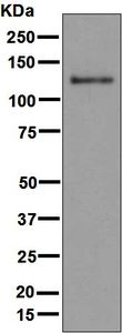 Western blot - Anti-MDA5 antibody [EPR6743] - BSA and Azide free (AB219952)