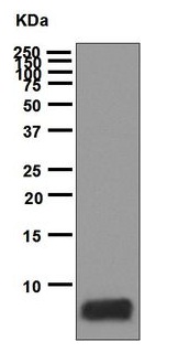 Western blot - Anti-MDC antibody [EPR1362] (AB124768), expandable thumbnail