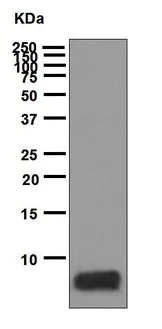 Western blot - Anti-MDC antibody [EPR1362] - BSA and Azide free (AB247994)