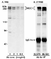 Western blot - Anti-MDC1 antibody (AB11169)