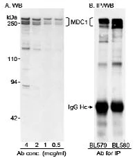 Western blot - Anti-MDC1 antibody (AB11169)