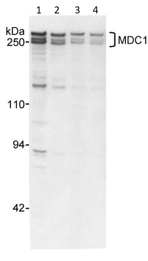 Western blot - Anti-MDC1 antibody (AB11170)