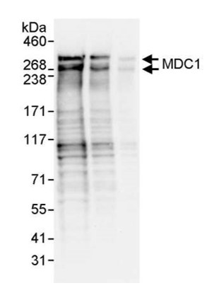 Anti-MDC1 antibody