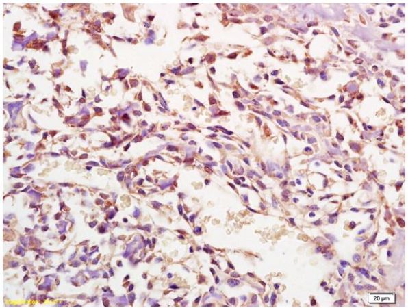 Immunohistochemistry (Formalin/PFA-fixed paraffin-embedded sections) - Anti-MDC1 antibody (AB217528)