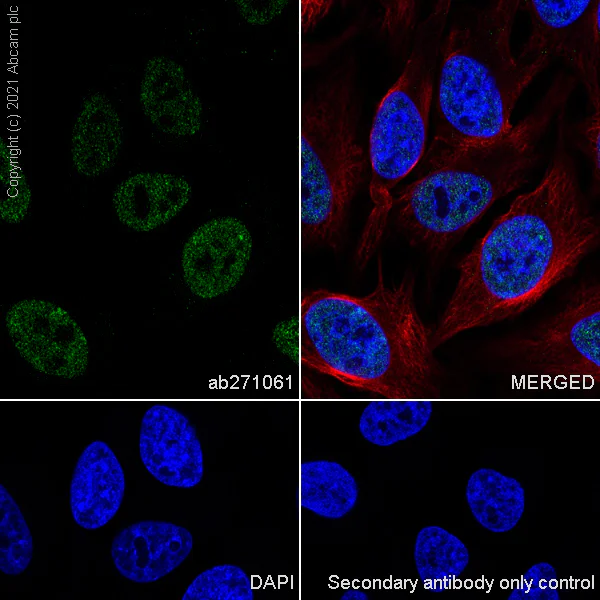 Immunocytochemistry/ Immunofluorescence - Anti-MDC1 antibody [EPR24360-116] (AB271061)