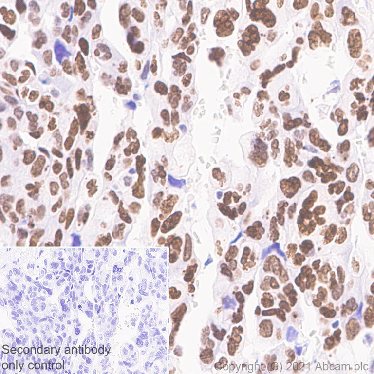 Immunohistochemistry (Formalin/PFA-fixed paraffin-embedded sections) - Anti-MDC1 antibody [EPR24360-116] - BSA and Azide free (AB283591)