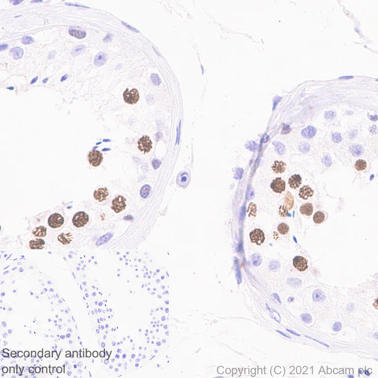 Immunohistochemistry (Formalin/PFA-fixed paraffin-embedded sections) - Anti-MDC1 antibody [EPR24360-116] - BSA and Azide free (AB283591)