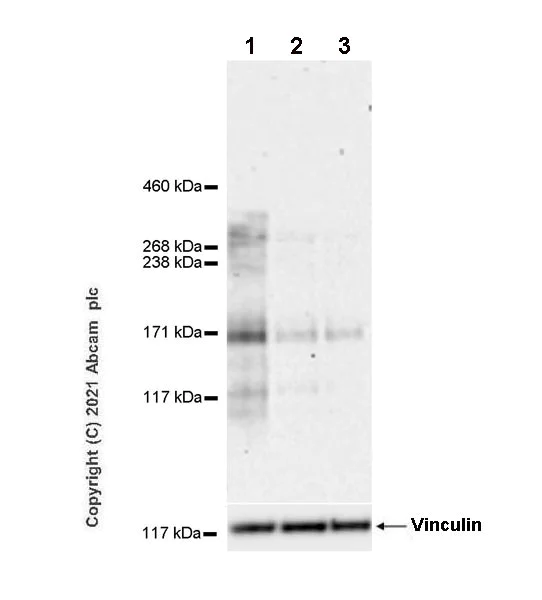 Western blot - Anti-MDC1 antibody [EPR24360-116] - BSA and Azide free (AB283591)