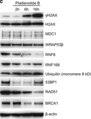 Western blot - Anti-MDC1 antibody [MDC1-50] (AB50003)