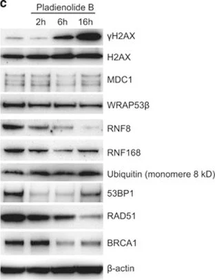 Western blot - Anti-MDC1 antibody [MDC1-50] (AB50003)