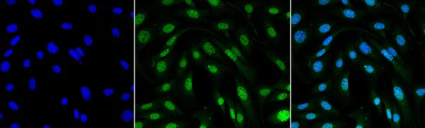 Immunocytochemistry/ Immunofluorescence - Anti-MDC1 antibody [P2B11] (AB241048)