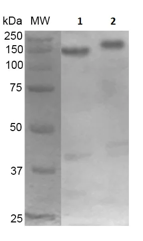 Western blot - Anti-MDC1 antibody [P2B11] (AB241048)