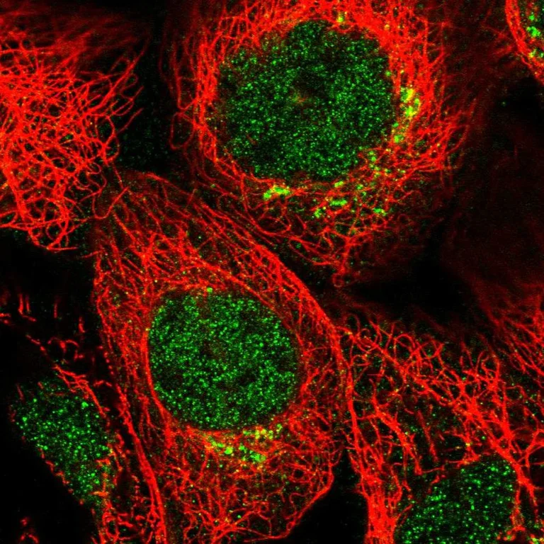 Immunocytochemistry/ Immunofluorescence - Anti-MDFIC antibody (AB251808)